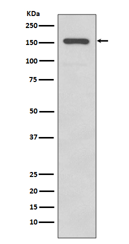 WB - Integrin alpha 2 Antibody AP90785